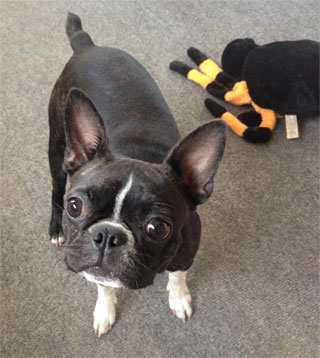 Sit Stay Caring Dog Care