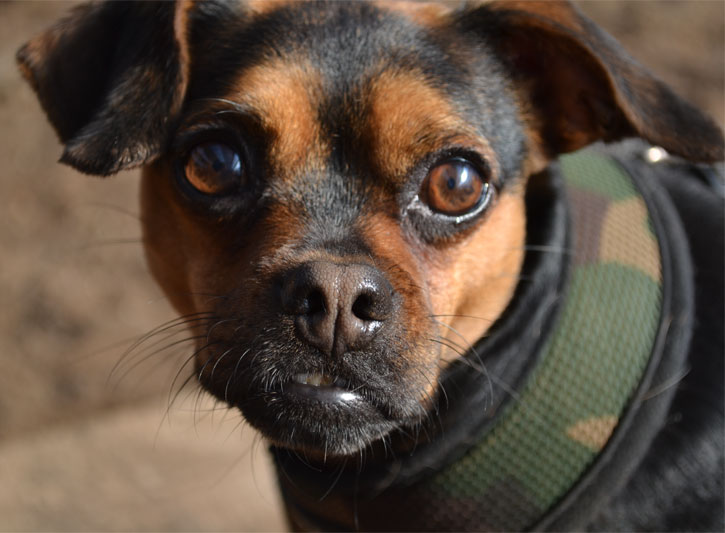 Sit Stay Dog Daycare