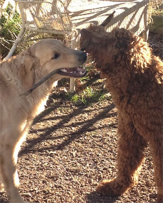 Sit Stay Caring Dog Care